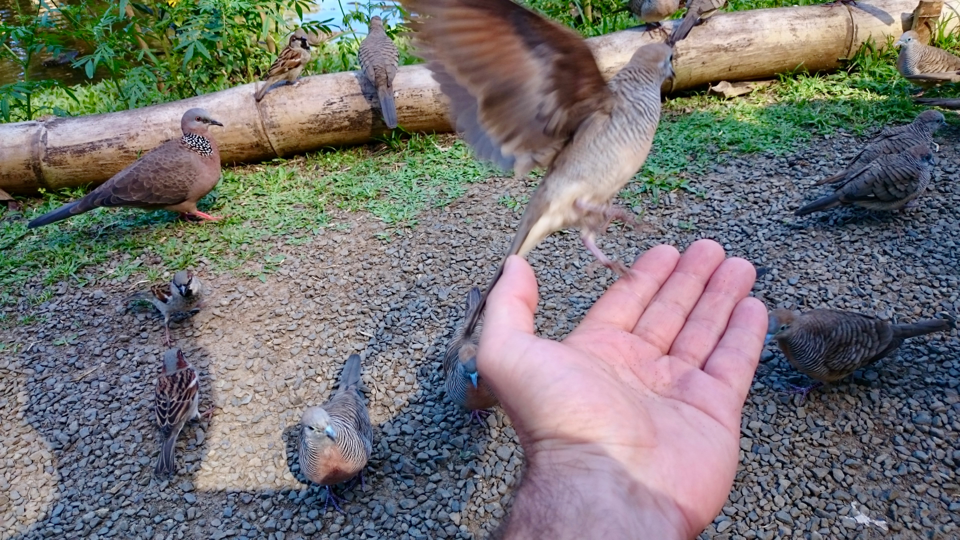 Birds landing on an open hand